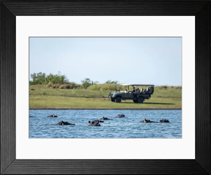 Framed Print : Gamedrive with Hippo, Okavango Delta, Botswana