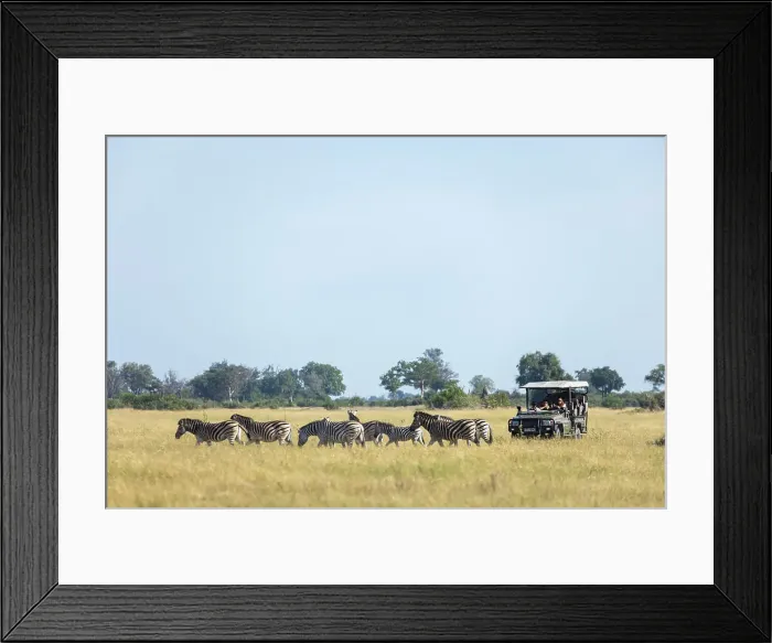 Framed Print : Gamedrive with Zebra, Okavango Delta, Botswana Framed Print : Gamedrive with Zebra, Okavango Delta, Botswana