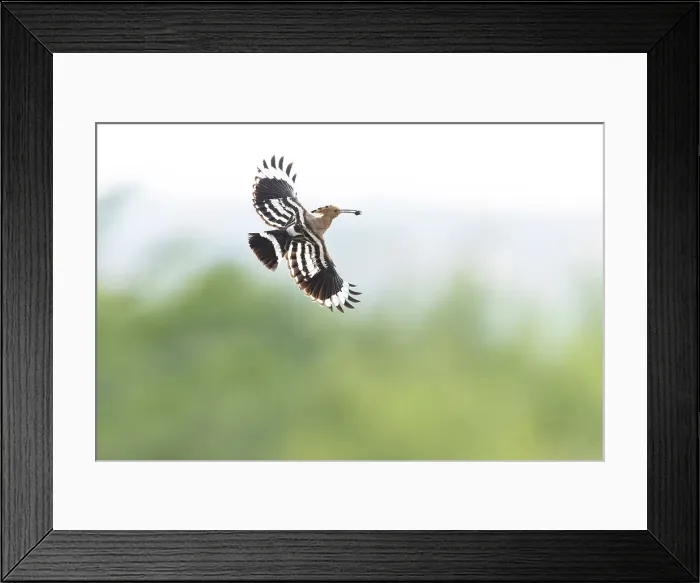 Framed Print : Hoopoe (Upupa epops), in flight with food for young, Bratsigovo, Bulgaria Framed Print : Hoopoe (Upupa epops), in flight with food for young, Bratsigovo, Bulgaria