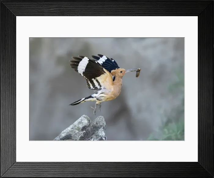 Framed Print : Hoopoe (Upupa epops), adult with food for young, Bratsigovo, Bulgaria