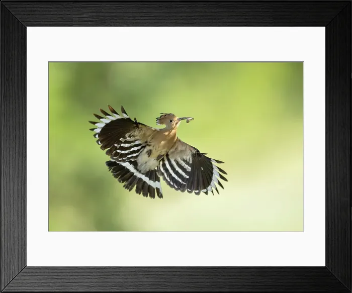 Framed Print : Hoopoe (Upupa epops) in flight returning to nest with food, Bulgaria