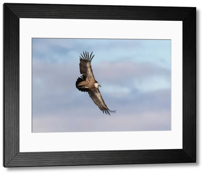 Framed Print : Eurasian Griffon Vulture (Gyps fulvus) in flight, Rhodope Mountains, Bulgaria Framed Print : Eurasian Griffon Vulture (Gyps fulvus) in flight, Rhodope Mountains, Bulgaria