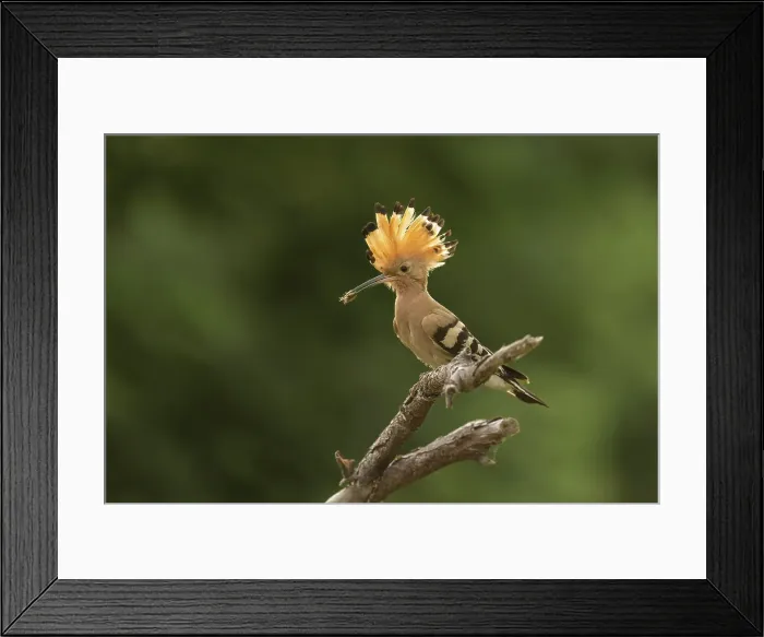 Framed Print : Hoopoe (Upupa epops) perched with crest raised, Bratsigovo, Bulgaria