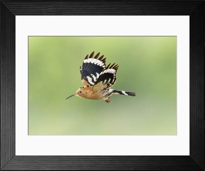 Framed Print : Hoopoe (Upupa epops) in flight, Bratsigovo, Bulgaria Framed Print : Hoopoe (Upupa epops) in flight, Bratsigovo, Bulgaria