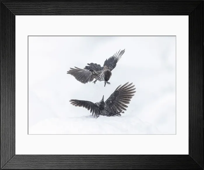 Framed Print : Spotted Nutcracker (Nucifraga caryocatactes), pair fighting over food in snow, Bulgaria Framed Print : Spotted Nutcracker (Nucifraga caryocatactes), pair fighting over food in snow, Bulgaria