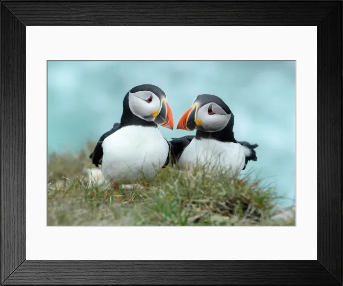 Framed Print : Canada, Maritimes, Newfoundland, Elliston, Atlantic Puffin, Fratercula arctica Framed Print : Canada, Maritimes, Newfoundland, Elliston, Atlantic Puffin, Fratercula arctica