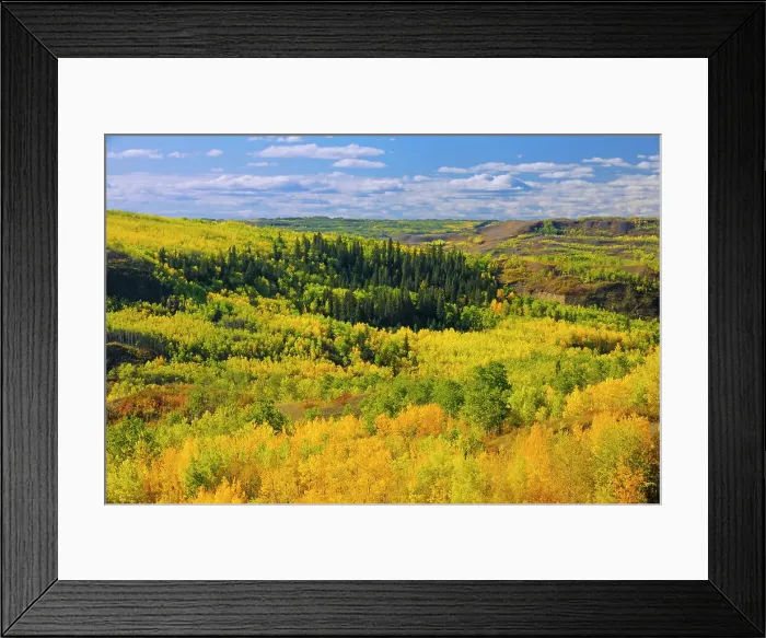 Framed Print : Mixedwood forest in autumn color along the Peace River Dunvegan, Alberta, Canada Framed Print : Mixedwood forest in autumn color along the Peace River Dunvegan, Alberta, Canada