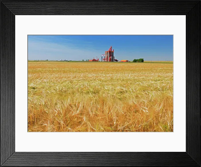 Framed Print : 2_Row Barley and high throughput elevator Stirling, Alberta, Canada Framed Print : 2_Row Barley and high throughput elevator Stirling, Alberta, Canada