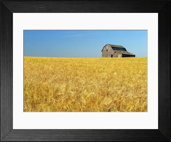 Framed Print : Old barn and barley crop near Trochu, Alberta, Canada Framed Print : Old barn and barley crop near Trochu, Alberta, Canada