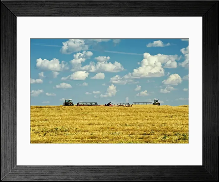 Framed Print : swathing wheat Morin, Alberta, Canada Framed Print : swathing wheat Morin, Alberta, Canada
