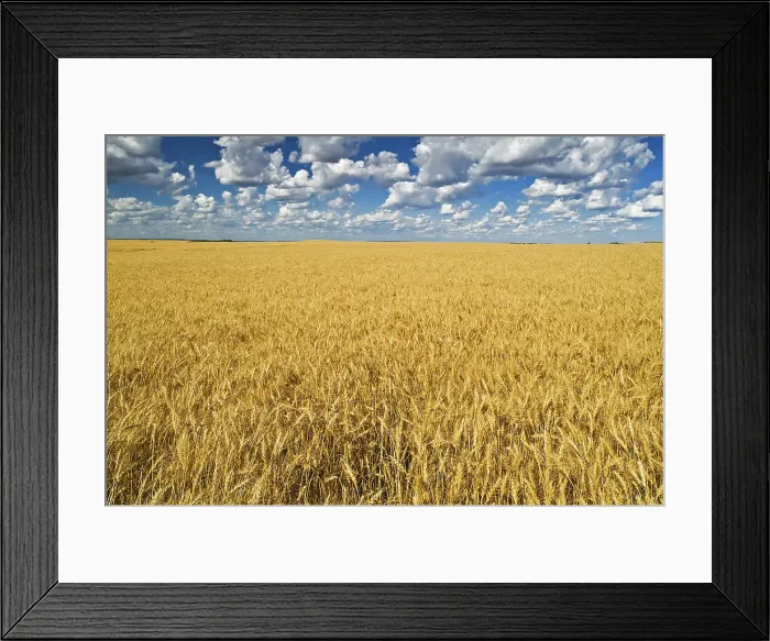 Framed Print : Wheat field Trochu, Alberta, Canada Framed Print : Wheat field Trochu, Alberta, Canada