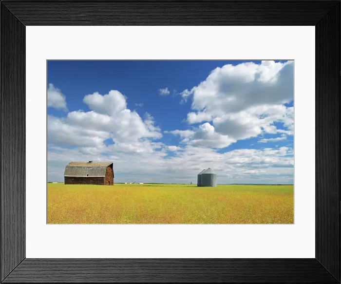 Framed Print : Old barn and canola crop Rycroft, Alberta, Canada Framed Print : Old barn and canola crop Rycroft, Alberta, Canada