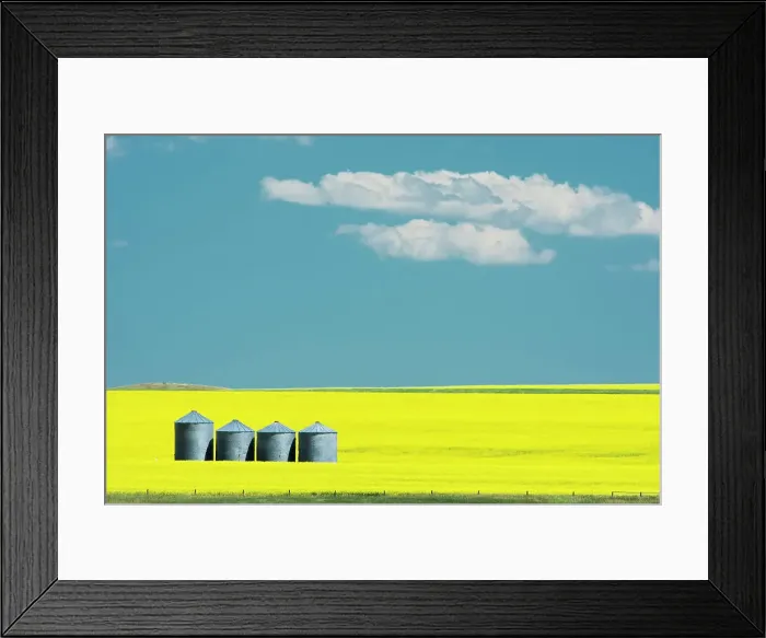 Framed Print : Canola crop in bloom, Strathmore, Alberta, Canada Framed Print : Canola crop in bloom, Strathmore, Alberta, Canada