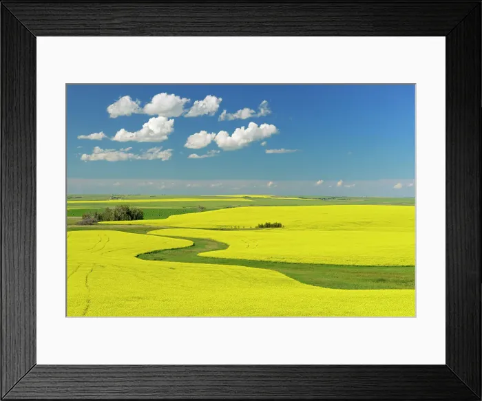 Framed Print : Canola crop in bloom, Strathmore, Alberta, Canada Framed Print : Canola crop in bloom, Strathmore, Alberta, Canada