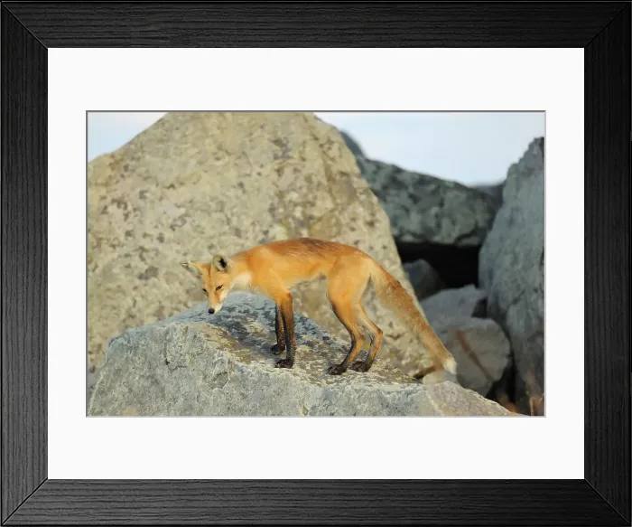Framed Print : Red fox (Vulpes vulpes) Okotoks, Alberta, Canada Framed Print : Red fox (Vulpes vulpes) Okotoks, Alberta, Canada