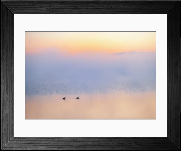 Framed Print : Grebes in morning fog on Sturgeon Lake Near Valleyview, Alberta, Canada Framed Print : Grebes in morning fog on Sturgeon Lake Near Valleyview, Alberta, Canada