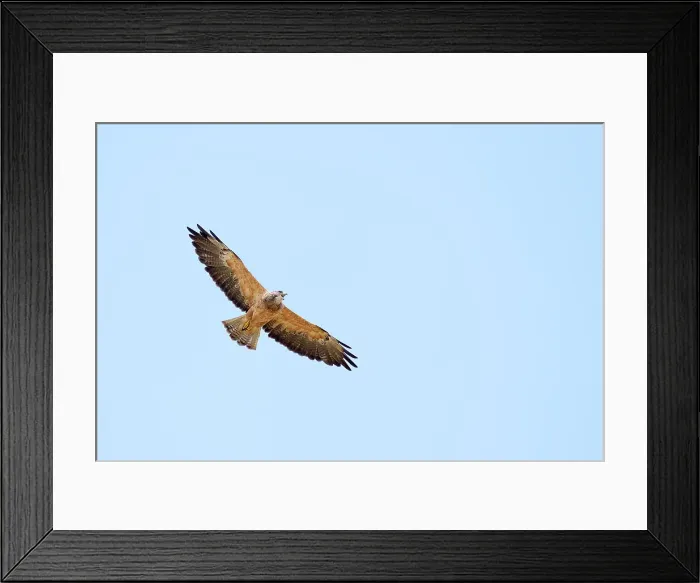 Framed Print : Swainson's hawk Swainson's hawk (Buteo swainsoni) in flight Taber, Alberta, Canada