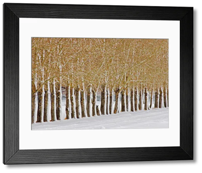 Framed Print : Snow on shelterbelt trees Near East Coulee, Alberta, Canada Framed Print : Snow on shelterbelt trees Near East Coulee, Alberta, Canada