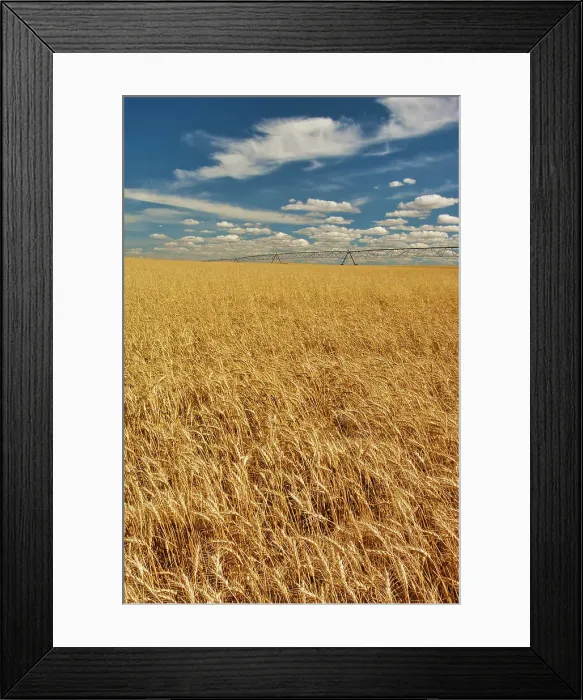 Framed Print : Wheat crop being irrigated. Medicine Hat, Alberta, Canada