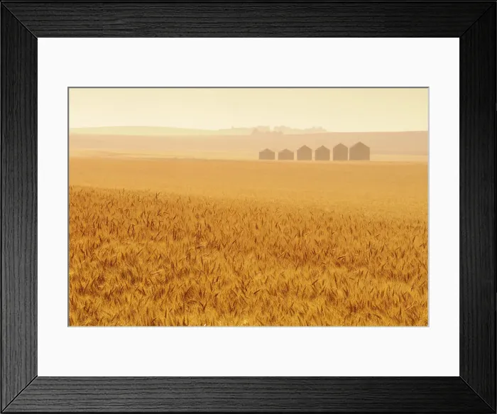 Framed Print : Grain crop and graneries and fog at sunrise. Huxley, Alberta, Canada Framed Print : Grain crop and graneries and fog at sunrise. Huxley, Alberta, Canada