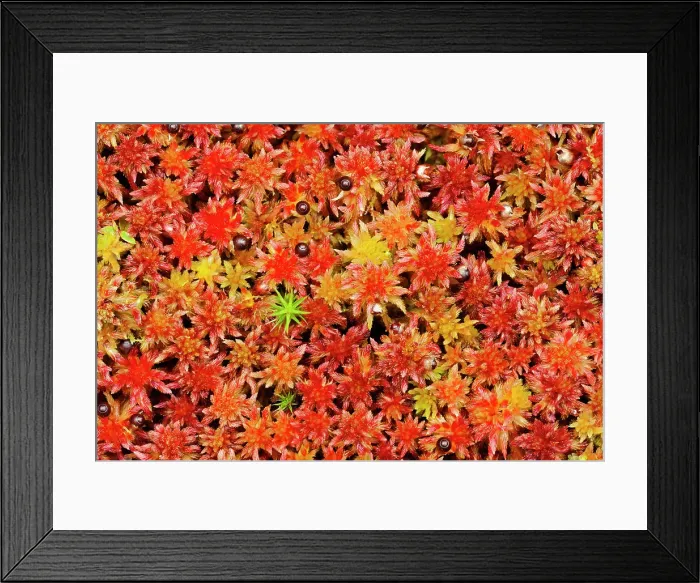 Framed Print : Moss on forest floor Valleyview, Alberta, Canada Framed Print : Moss on forest floor Valleyview, Alberta, Canada