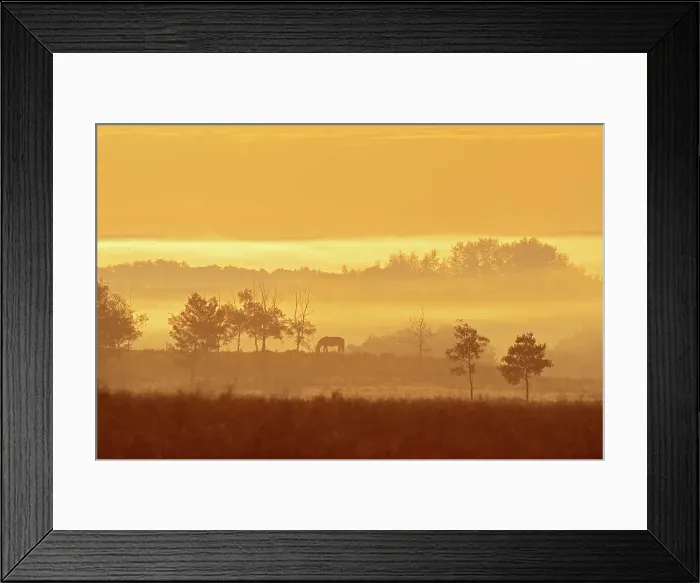 Framed Print : Horse grazing in field at sunrise, Alberta, Canada Framed Print : Horse grazing in field at sunrise, Alberta, Canada