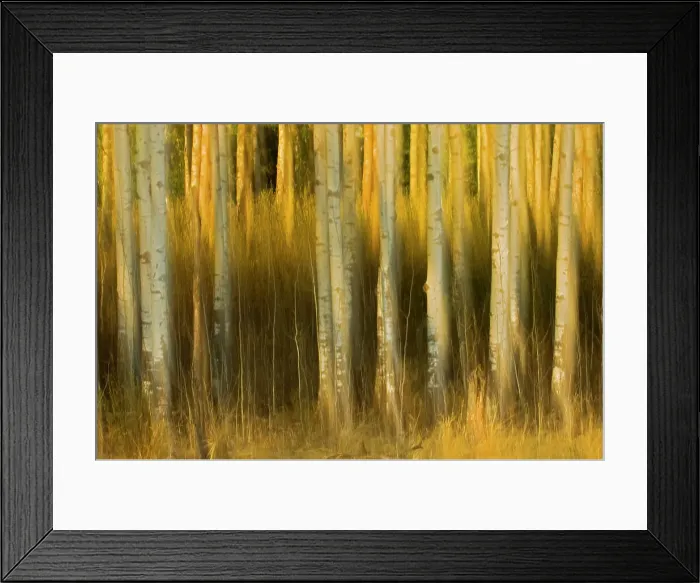 Framed Print : Abstract of trees, Alberta, Canada Framed Print : Abstract of trees, Alberta, Canada