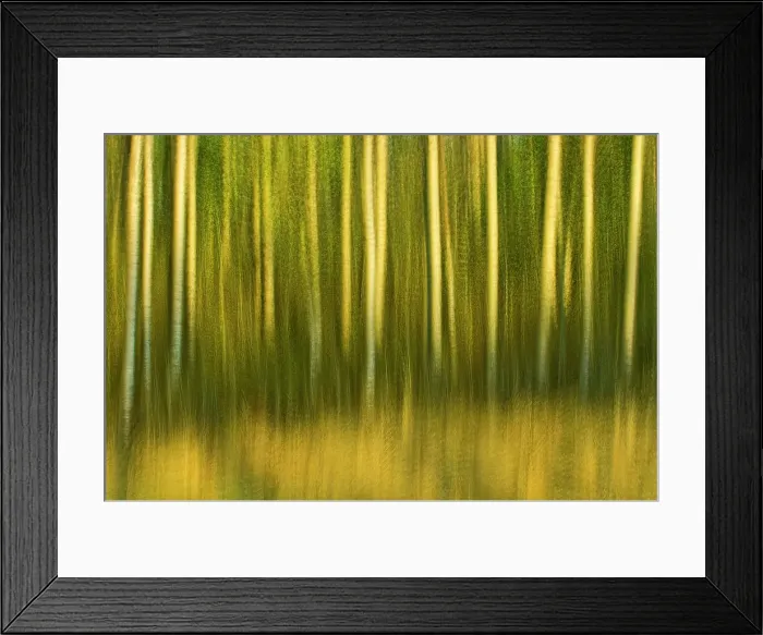 Framed Print : Abstract of trees, Alberta, Canada Framed Print : Abstract of trees, Alberta, Canada