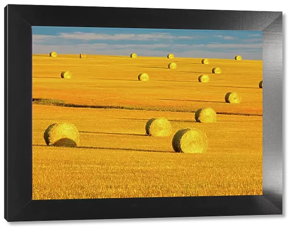 Bales in field at sunset, Grande Prairie, Alberta, Canada Grande Prairie, Alberta, Canada