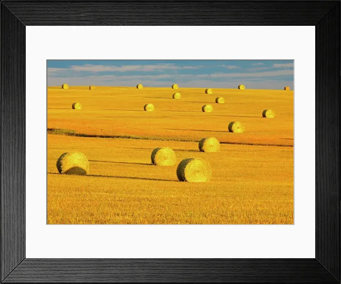 Framed Print : Bales in field at sunset, Grande Prairie, Alberta, Canada Grande Prairie, Alberta, Canada