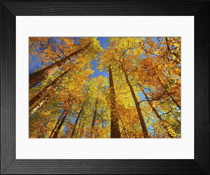 Framed Print : Autumn colors in aspen forest. Aspen Parkland. Elk Island National Park, Alberta, Canada Framed Print : Autumn colors in aspen forest. Aspen Parkland. Elk Island National Park, Alberta, Canada