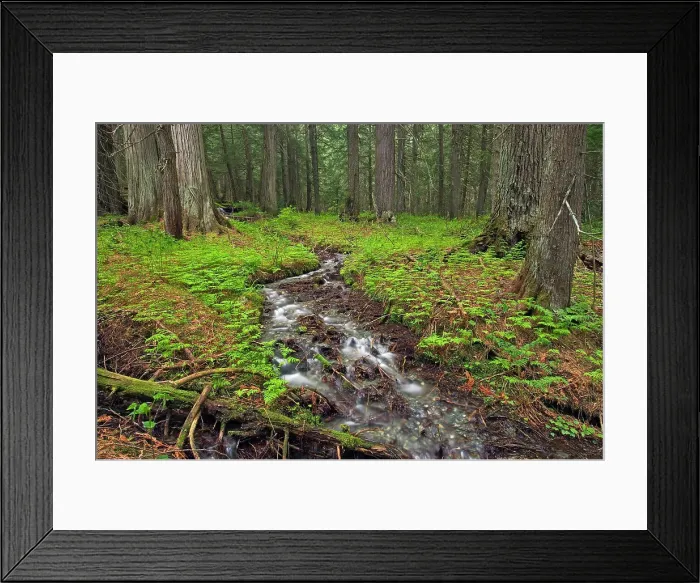 Framed Print : Stream in inland temperate rain forest. Hemlock Grove Glacier National Park, British Columbia, Canada Framed Print : Stream in inland temperate rain forest. Hemlock Grove Glacier National Park, British Columbia, Canada
