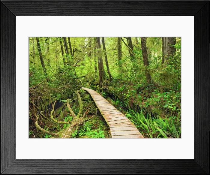 Framed Print : Boardwalk and Trees in old growth coastal temperate rain forest Pacific Rim National Park, British Columbia, Canada Framed Print : Boardwalk and Trees in old growth coastal temperate rain forest Pacific Rim National Park, British Columbia, Canada
