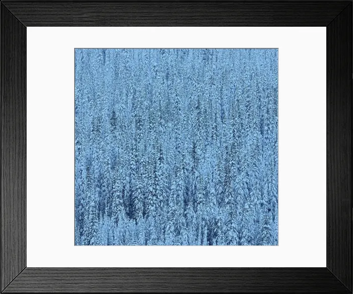 Framed Print : Montane forest on hillside covered in snow, Kootenay National Park, British Columbia, Canada Framed Print : Montane forest on hillside covered in snow, Kootenay National Park, British Columbia, Canada