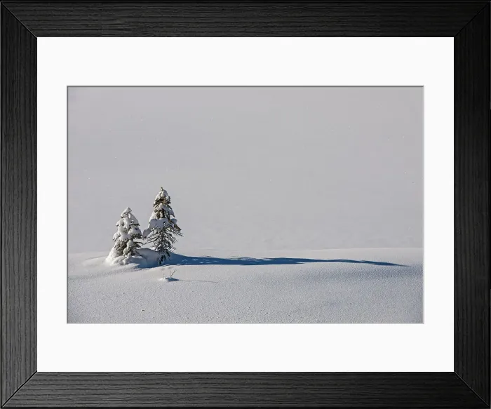 Framed Print : Coniferous tree saplings in snow, Kootenay National Park, British Columbia, Canada Framed Print : Coniferous tree saplings in snow, Kootenay National Park, British Columbia, Canada