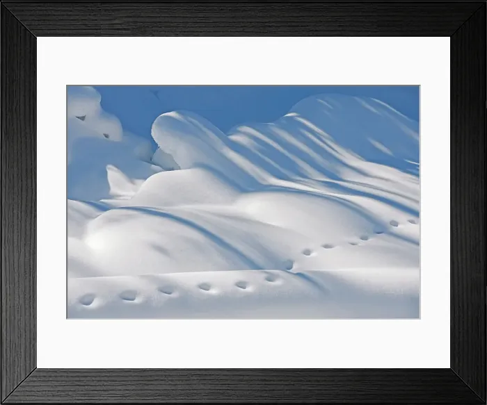 Framed Print : Animal tracks in the snow, Kootenay National Park, British Columbia, Canada Framed Print : Animal tracks in the snow, Kootenay National Park, British Columbia, Canada