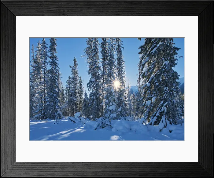 Framed Print : Sun streaking through coniferous trees, Kootenay National Park, British Columbia, Canada Framed Print : Sun streaking through coniferous trees, Kootenay National Park, British Columbia, Canada