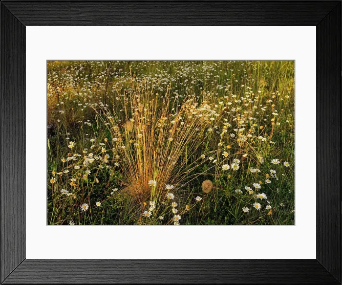 Framed Print : Grasses and daisies at sunset. Redstreak campground, Kootenay National Park, British Columbia, Canada Framed Print : Grasses and daisies at sunset. Redstreak campground, Kootenay National Park, British Columbia, Canada