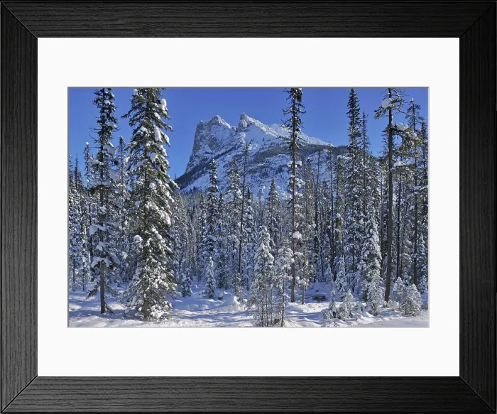 Framed Print : The Canadian Rocky Mountains, Yoho National Park, British Columbia, Canada Framed Print : The Canadian Rocky Mountains, Yoho National Park, British Columbia, Canada