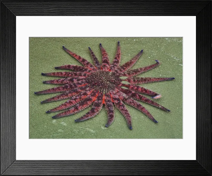 Framed Print : Sunflowers starfish on snady beach. Long Beach. Pacific Rim National Park, British Columbia, Canada Framed Print : Sunflowers starfish on snady beach. Long Beach. Pacific Rim National Park, British Columbia, Canada