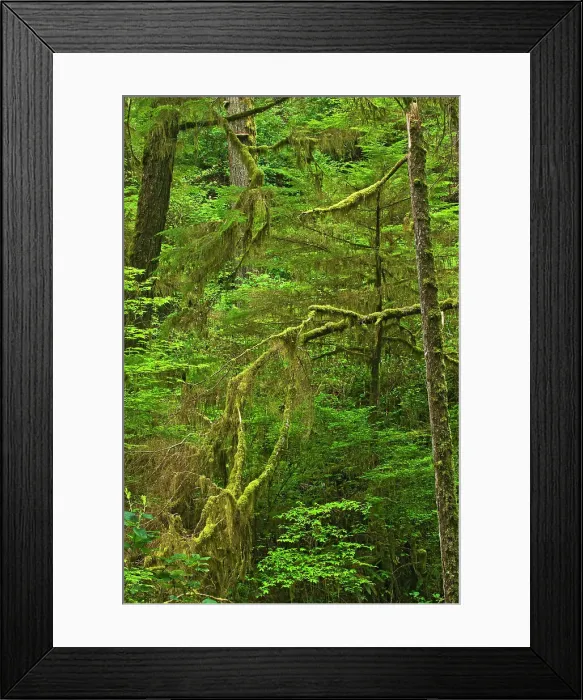 Framed Print : Trees in old growth coastal temperate rain forest Pacific Rim National Park, British Columbia, Canada Framed Print : Trees in old growth coastal temperate rain forest Pacific Rim National Park, British Columbia, Canada
