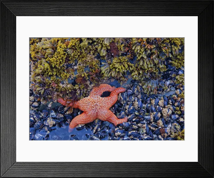 Framed Print : Purple sea star or ochre sea star (Pisaster ochraceus), seaweed. molluscs and barcacles along the shore of the Pacific Ocean. Pacific Rim National Park, British Columbia, Canada Framed Print : Purple sea star or ochre sea star (Pisaster ochraceus), seaweed. molluscs and barcacles along the shore of the Pacific Ocean. Pacific Rim National Park, British Columbia, Canada