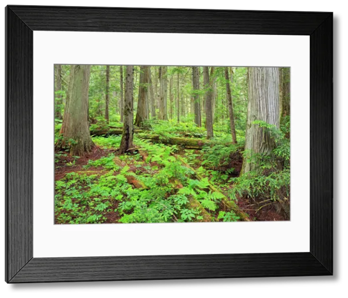 Framed Print : Old growth forest in Inland temperate rain forest on Giant Cedars Trail. Mount Revelstoke National Park, British Columbia, Canada