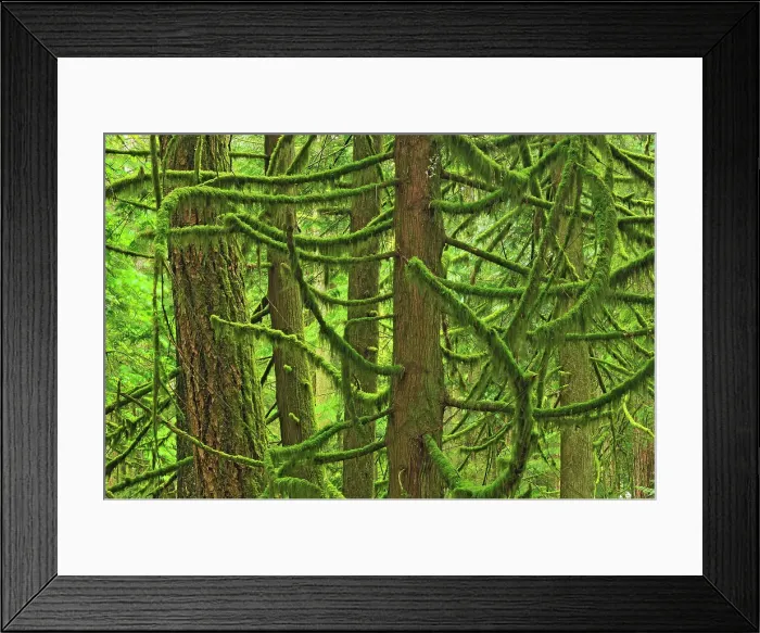 Framed Print : Moss covered trees in old growth coastal temperate rain forest (Cathedral Grove). MacMillan Provincial Park, British Columbia, Canada Framed Print : Moss covered trees in old growth coastal temperate rain forest (Cathedral Grove). MacMillan Provincial Park, British Columbia, Canada