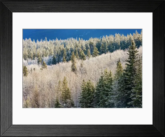 Framed Print : Hoarfrost and snow. Montane Forest. Mt. Robson Provincial Park, British Columbia, Canada Framed Print : Hoarfrost and snow. Montane Forest. Mt. Robson Provincial Park, British Columbia, Canada
