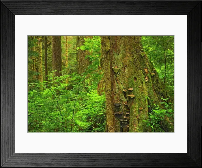 Framed Print : Coastal old growth rain forest Carmanah-Walbran Provincial Park, British Columbia, Canada Framed Print : Coastal old growth rain forest Carmanah-Walbran Provincial Park, British Columbia, Canada