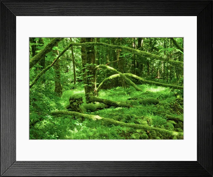 Framed Print : Coastal rainforest. Goldstream Provincial Park, British Columbia, Canada Framed Print : Coastal rainforest. Goldstream Provincial Park, British Columbia, Canada