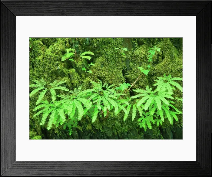 Framed Print : Ferns in Coastal rainforest. Goldstream Provincial Park, British Columbia, Canada Framed Print : Ferns in Coastal rainforest. Goldstream Provincial Park, British Columbia, Canada