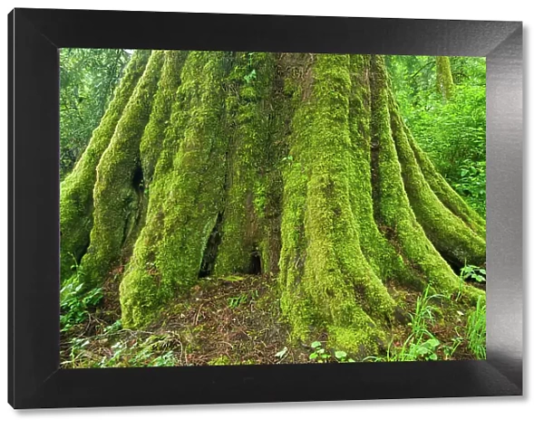 Large tree in Coastal rainforest. Goldstream Provincial Park, British Columbia, Canada