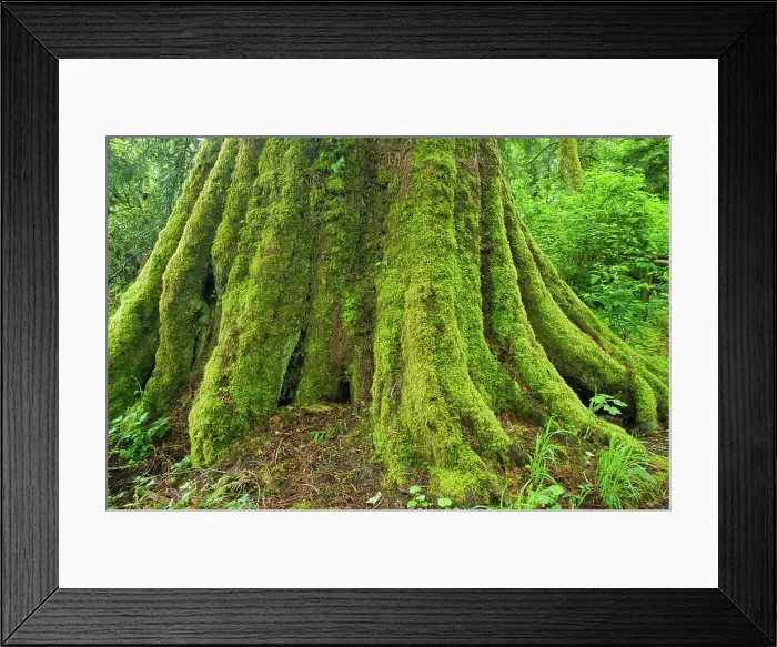 Framed Print : Large tree in Coastal rainforest. Goldstream Provincial Park, British Columbia, Canada Framed Print : Large tree in Coastal rainforest. Goldstream Provincial Park, British Columbia, Canada